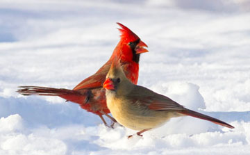 A male and female cardinal stand on the snowy ground